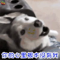 二哈超级表情包狗的世界你永远不懂