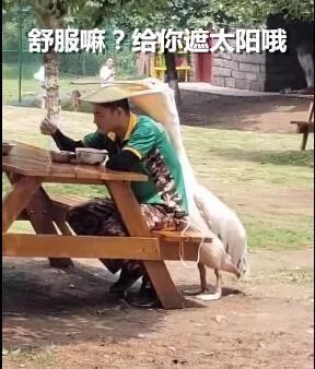 【哈哈】为什么吃饭时会觉得头重?因为“鹈鹕灌顶”! 下载pt电子游戏
