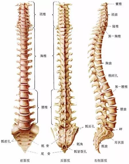                     脊柱的生理曲度是如何形成的，婴儿的颈椎该如何保护？