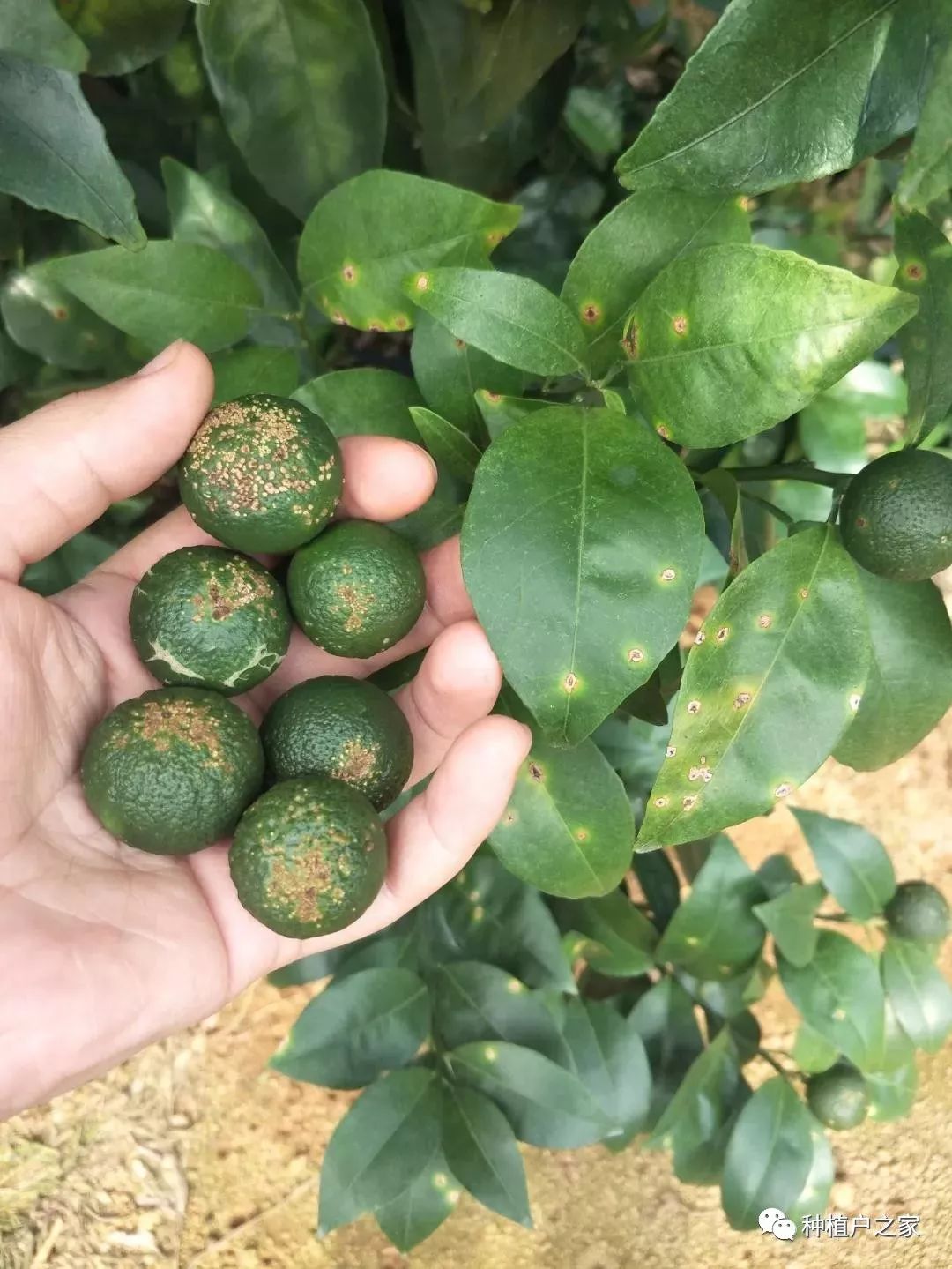 高温多雨季,溃疡病肆虐爬上果,该如何防治?_叶片