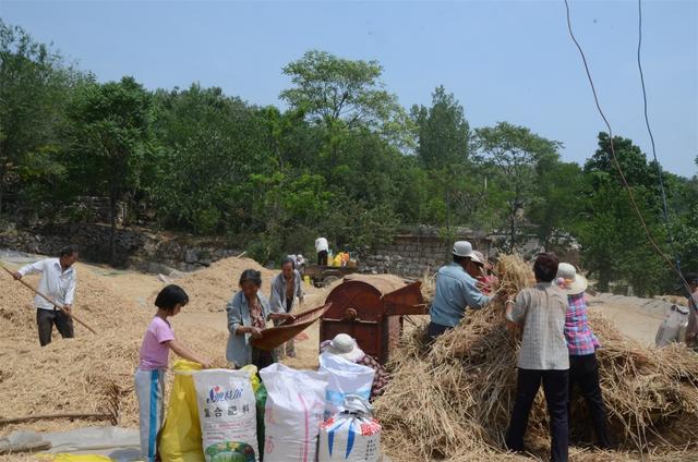 河南一山村用传统方式收割小麦,再现二三十年前的热闹场面_麦子