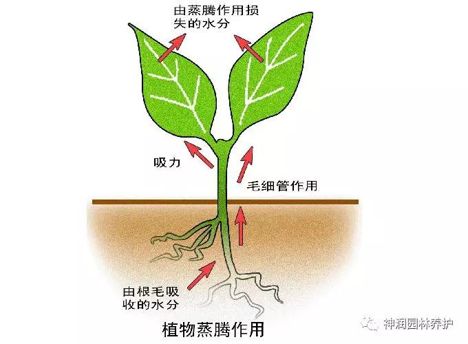 产品推荐蒸腾抑制剂抗高温抑蒸腾