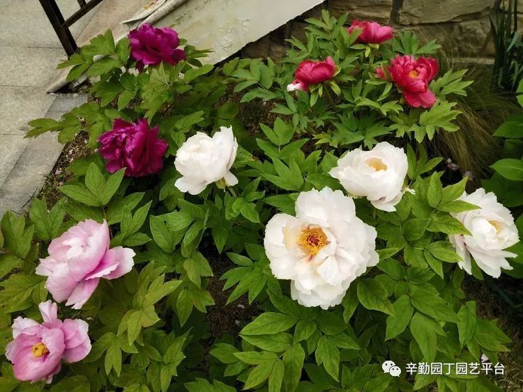 适合家里养的花有寓意 f2fff664fee8435ea0506a2711b6449e.jpeg