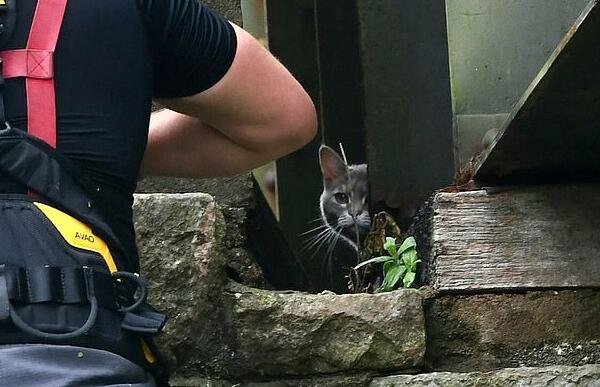 貓咪「離家出走」被困30米高天橋 消防員為營救絞盡腦汁 寵物 第2張