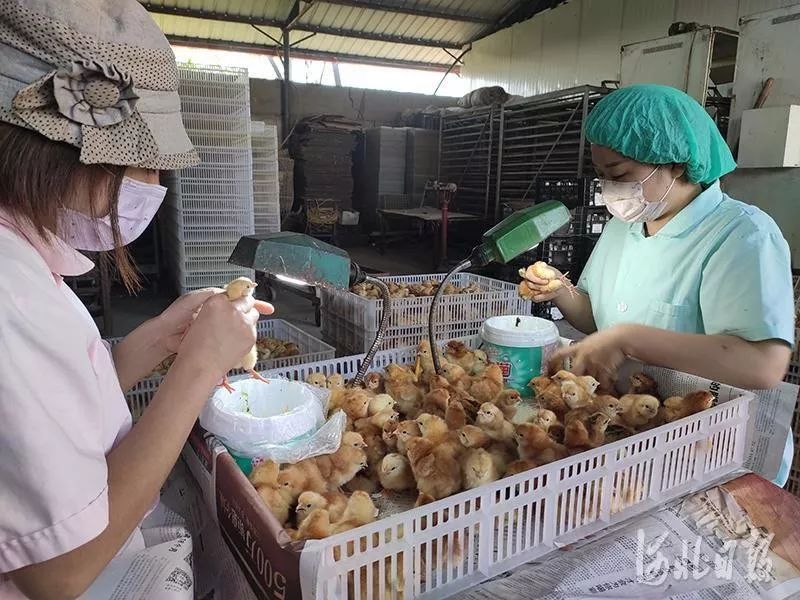 日前,金良孵化厂的工人正在将公母雏鸡进行分类.