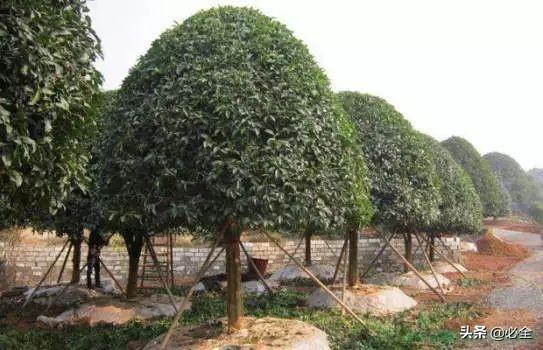 什么季节种树苗 2797550ef61d461598e57bb3e71ae133.jpeg