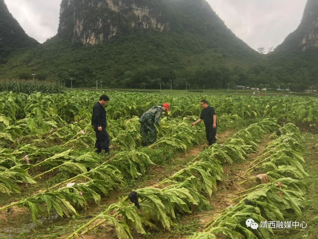 靖西加油!抗灾自救上下一心不遗余力