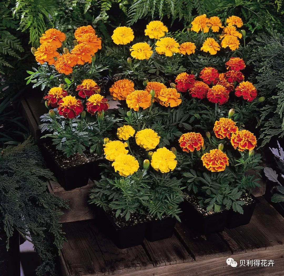 国庆节常用花卉品种推荐
