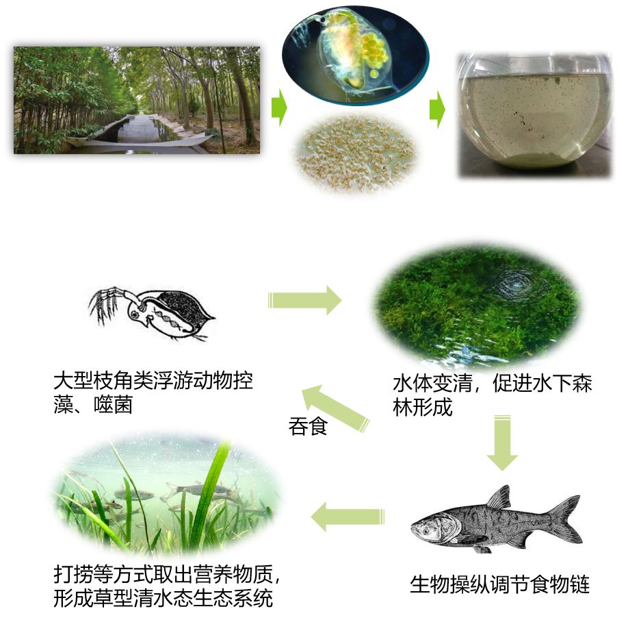 乌龟吞食鱼类鱼骨怎么消化?