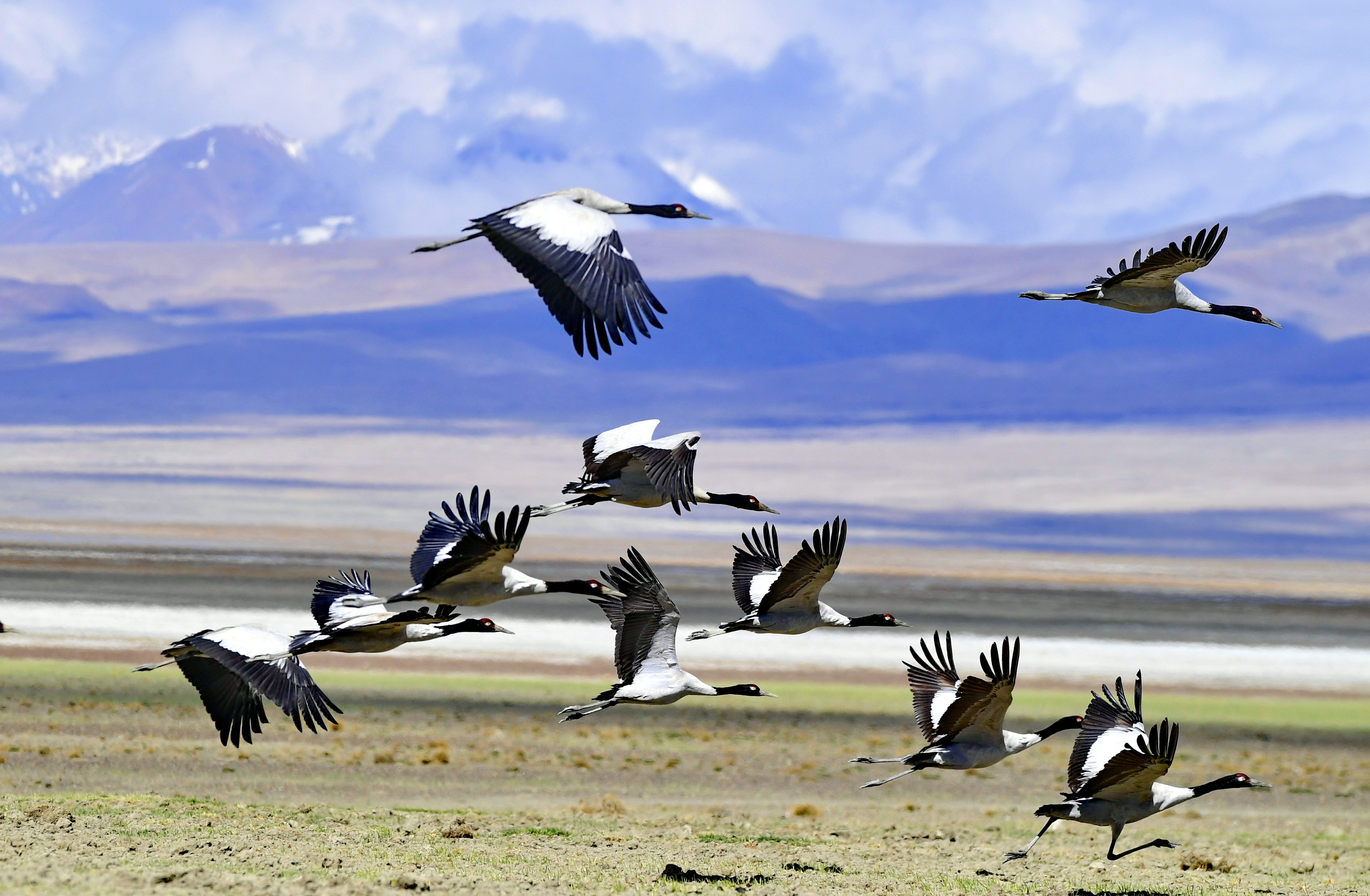 四川甘孜察青松多保护区首次发现国家一级保护动物黑颈鹤-聚焦甘孜-康巴传媒网