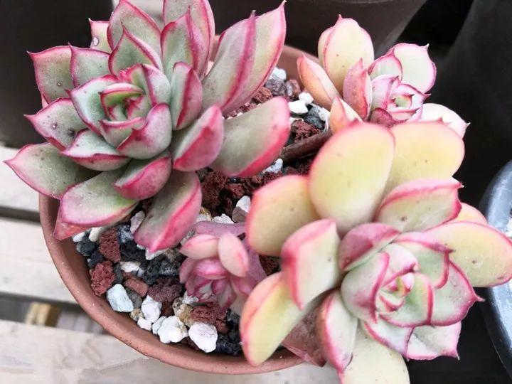 红花女王:  红花变绿花,叶子厚了一圈,颜值却下降了一大截