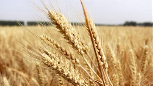 今年什么时间种小麦最佳 6f16b9946bba47348910820f0e4c2578.jpeg