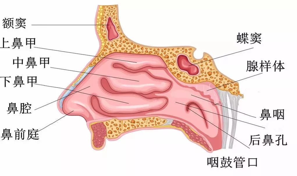 鼻孔也要轮流上班!原来咱们都是"一个鼻孔出气"的人