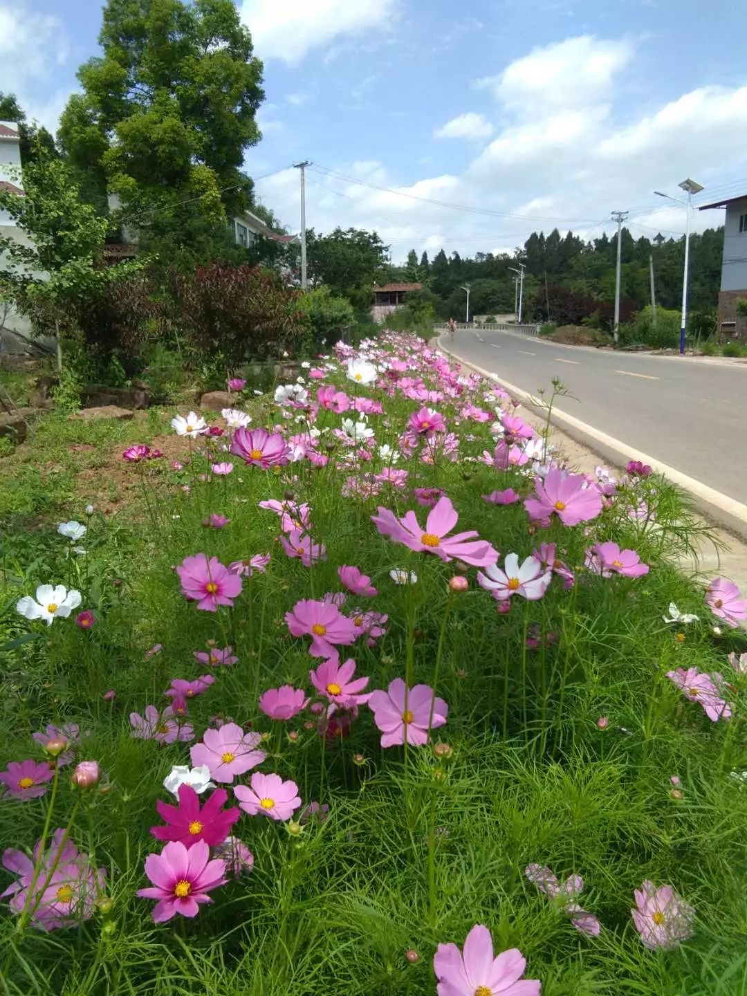 一座山和花是什么成语_这是什么成语看图(2)