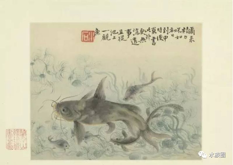清代 华岩《群鱼戏藻》