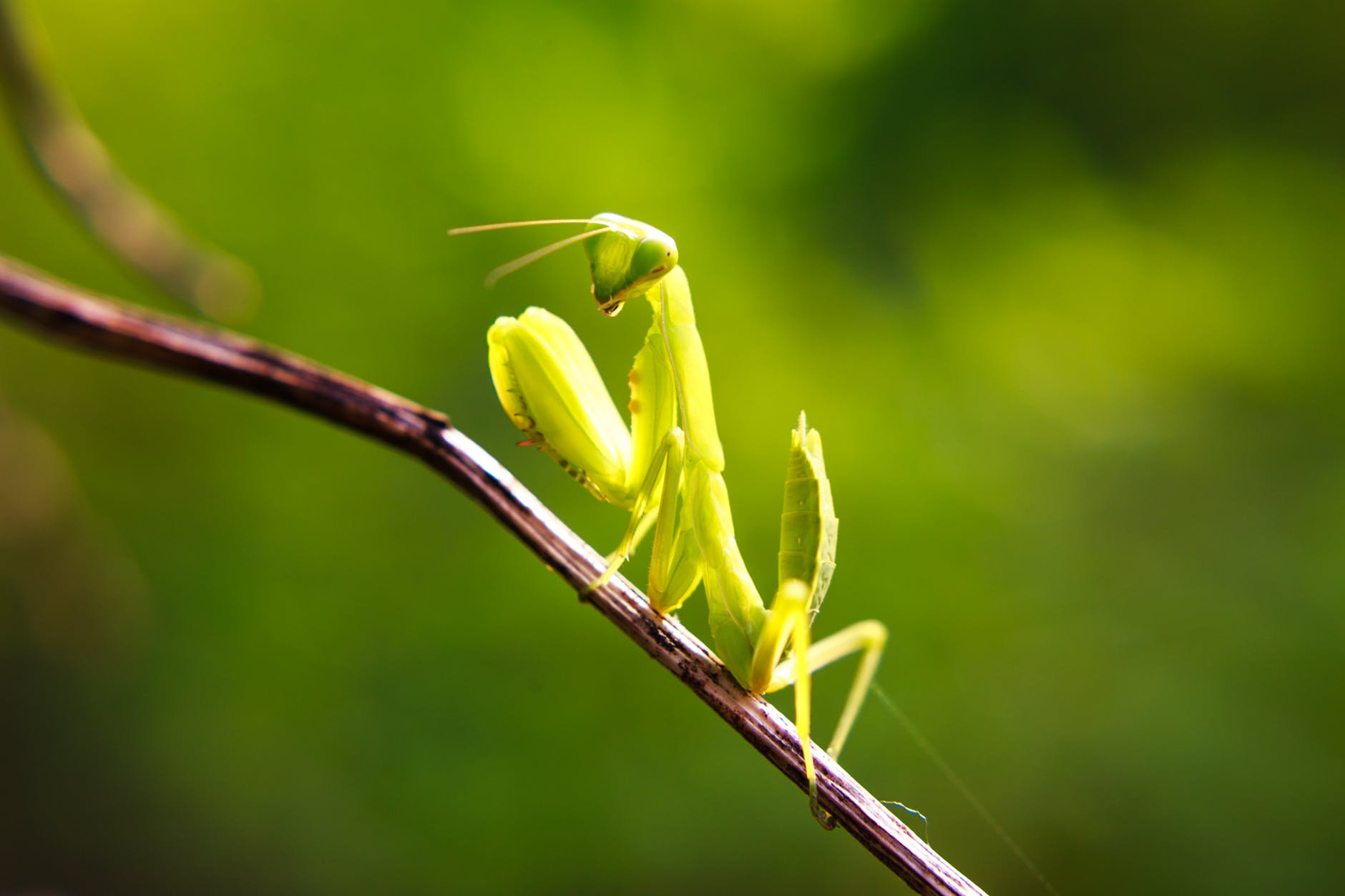 绿螳螂 · 免费素材图片