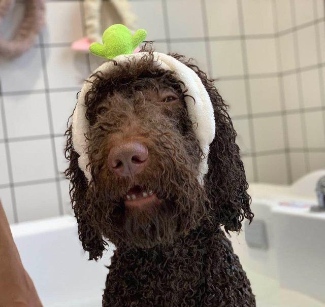 大泰迪洗澡堪比「卸妝」，「醜」到主人不敢認：確定沒換狗？ 寵物 第7張