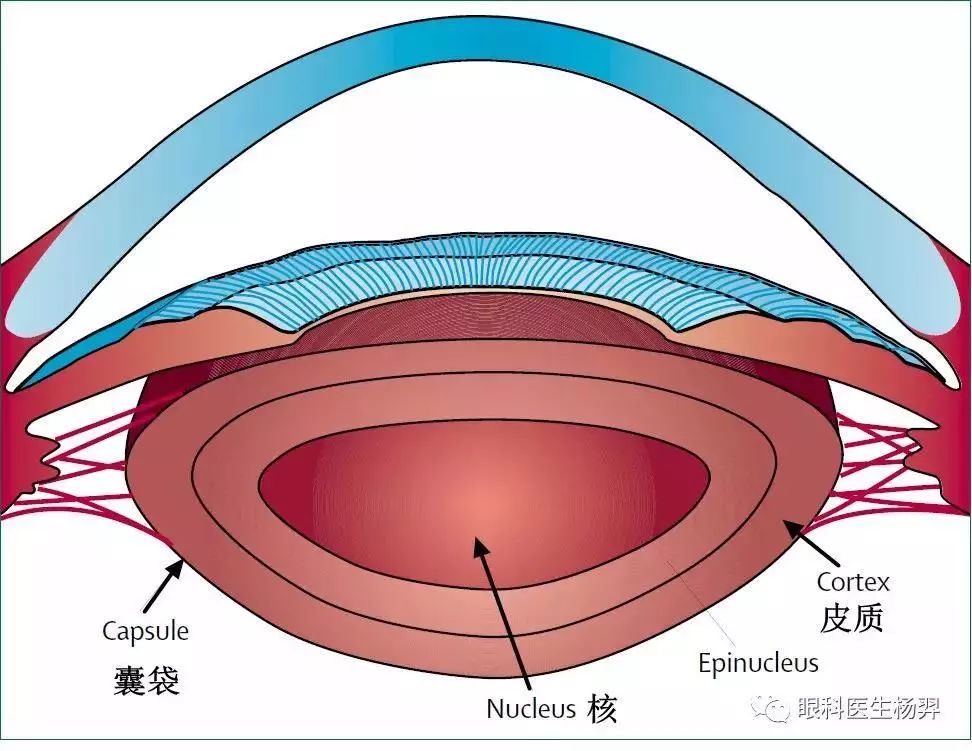 从外到内依次是囊袋,皮质和晶体核.