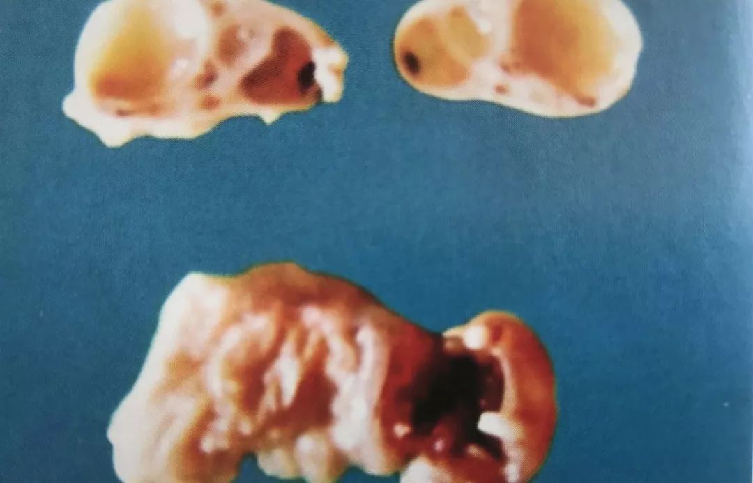 解决繁殖母牛各种问题