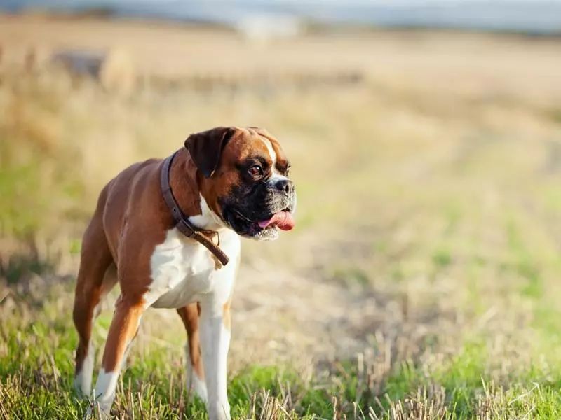 6月1日起21种烈性犬全市禁养看看它们都长啥样