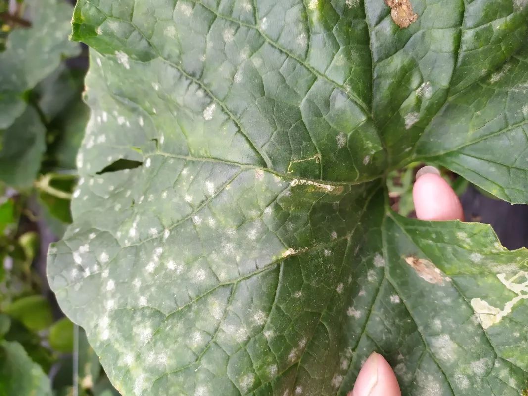 油菜白粉病-河南农业病虫-图片