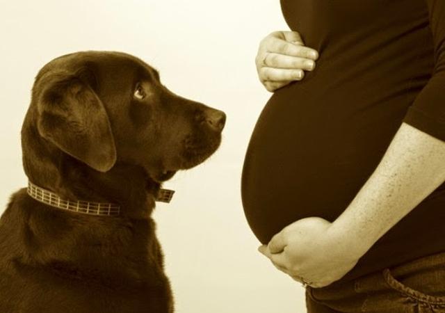                     原创            孕妈被狗咬伤，婆婆不让打狂犬疫苗，疫苗真的会伤害宝宝？