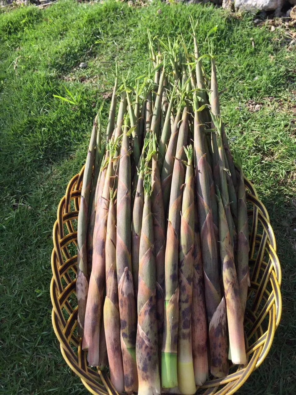 “天目笋干”地理标志登记申报工作有序开展