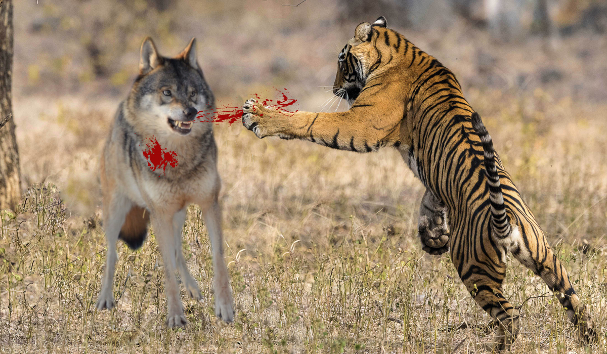 大型的狼群遇见老虎时会害怕吗?它们能否与老虎一战?