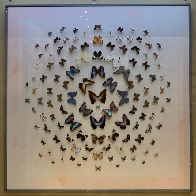 展览预告值得打卡的蝴蝶展