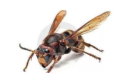 黄蜂蜇人之后会怎样 c2ebd2455ae749ef8b031ec6b310dfcc.jpeg