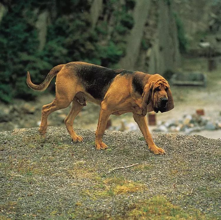 6月1日起21种烈性犬全市禁养看看它们都长啥样