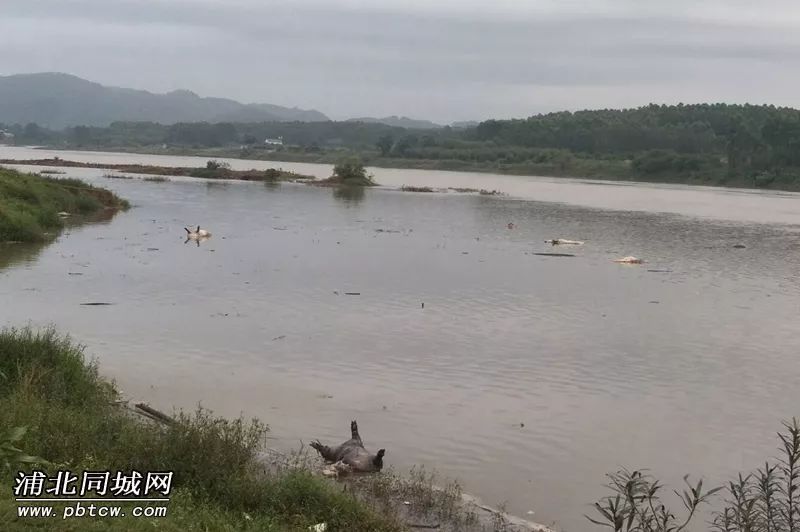 浦北泉水镇石头水村,南流江江面现在漂浮有很多死猪,有些已经腐化