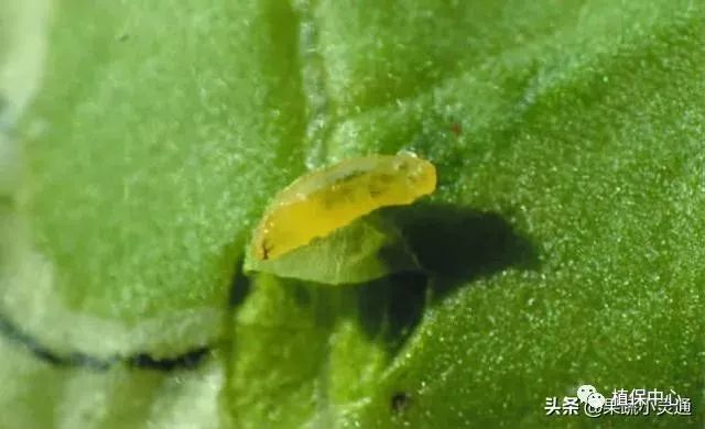 蔬菜上美洲斑潜蝇危害重,为您分析发生规律,做好防治