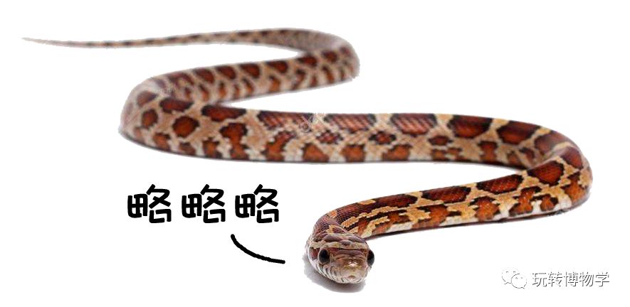 蛇是冷血动物 dad26cc65f864df2b003cbdeb64244e8.jpeg