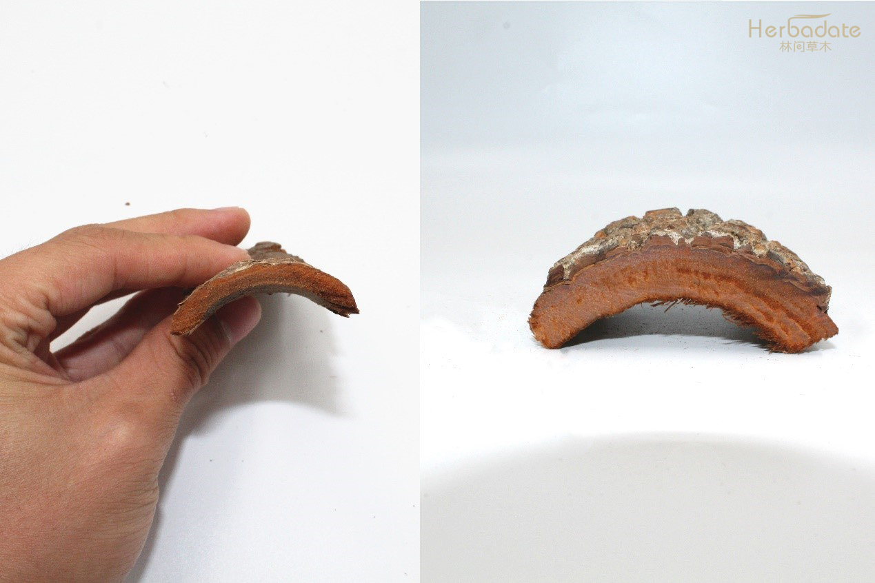 卡宾达树皮骗局大揭秘!内幕曝光!