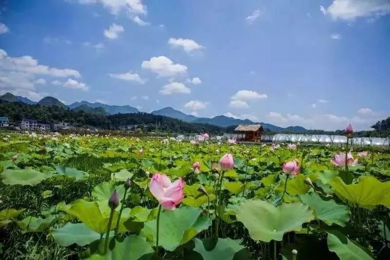 公园 除了奇山异树之外 还是一个独具土司特色的人文景点 莲池·新
