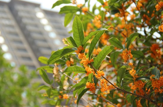 原创农村庭院种植桂花树,桂花一直落叶,是什么原因呢