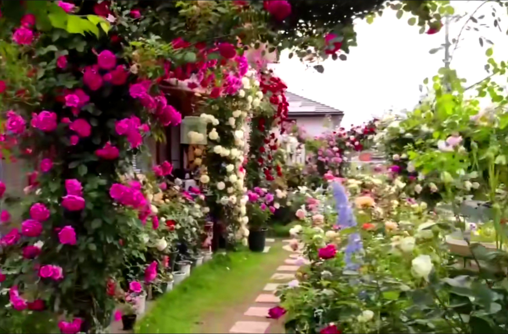 外国的私人月季花园,花柱,拱门遍及庭院,月季爱好者的