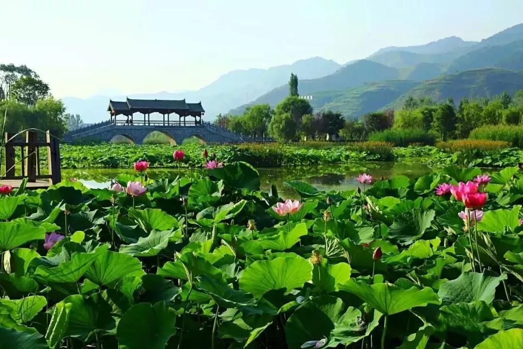 李萍看不够的棣花