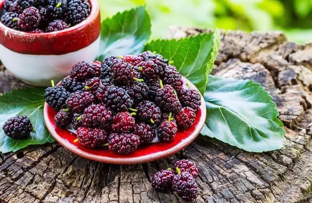 生桑葚的功效 f7a665de8f2e443a8b9c75c53964c5d5.jpeg