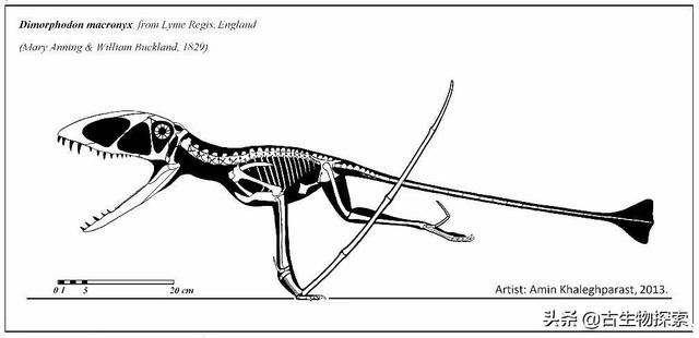 图注:双型齿翼龙的骨骼线图,脑袋巨大,图片来自网络