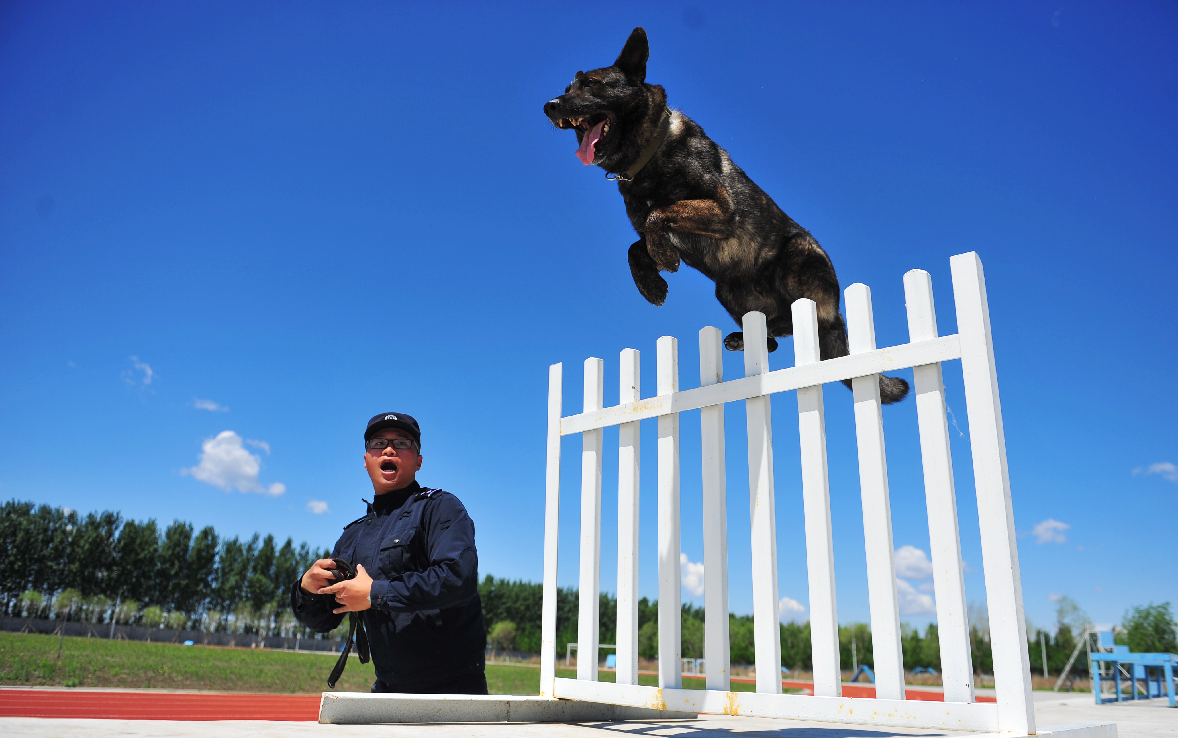 黑龙江哈尔滨:警犬集训迎"大考"