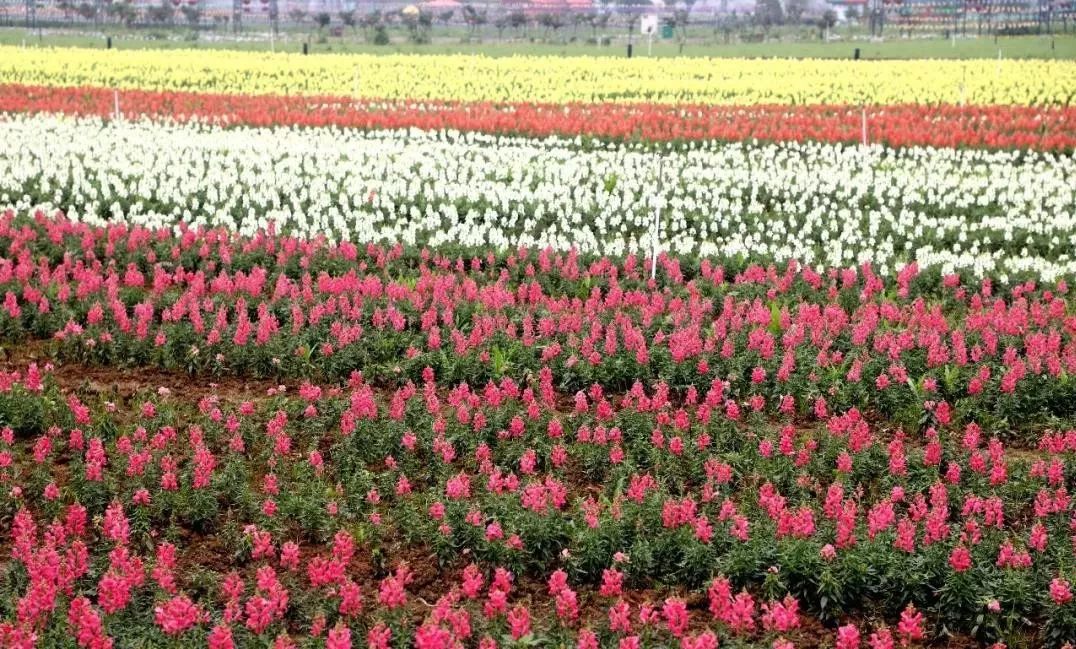 六一来枫林花海,和孩子一起看繁花似锦,孔雀齐飞,恐龙