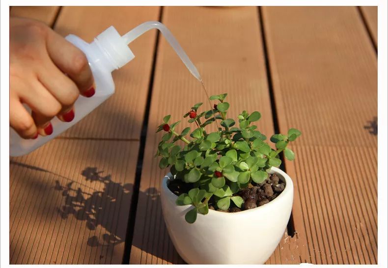 盆栽浇水多了咋办 02ce36875a1f48a8b5581a3e695b52ba.jpeg