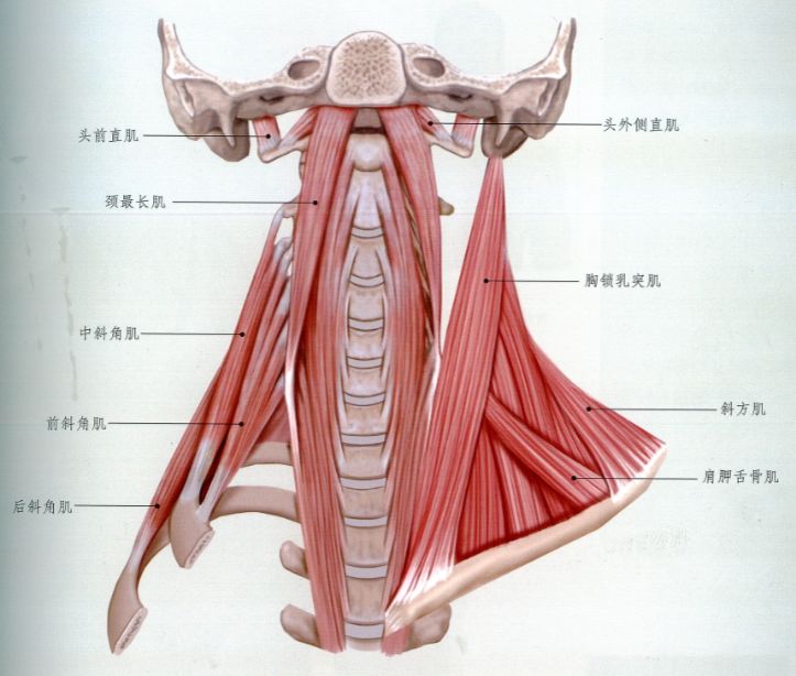 颈椎解剖前面观