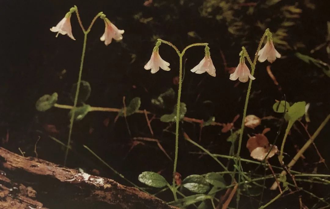 林奈花又称北极花 linnaea borealis它其实是一种非常小型的灌木林奈