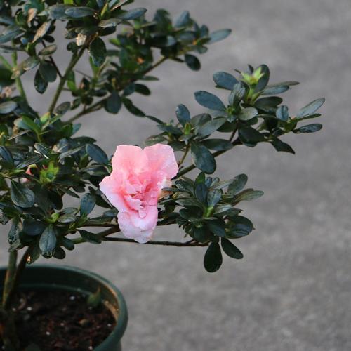 如何养好杜鹃花盆栽 0a06bab633774c628a76d6dd2c98f1f7.jpeg