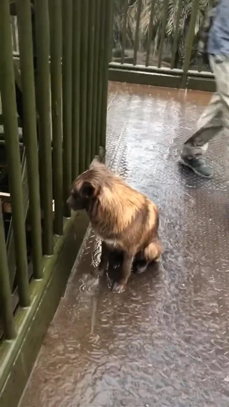 小狗站在雨中淋雨,模样让人心疼,得知原因后,男子感叹