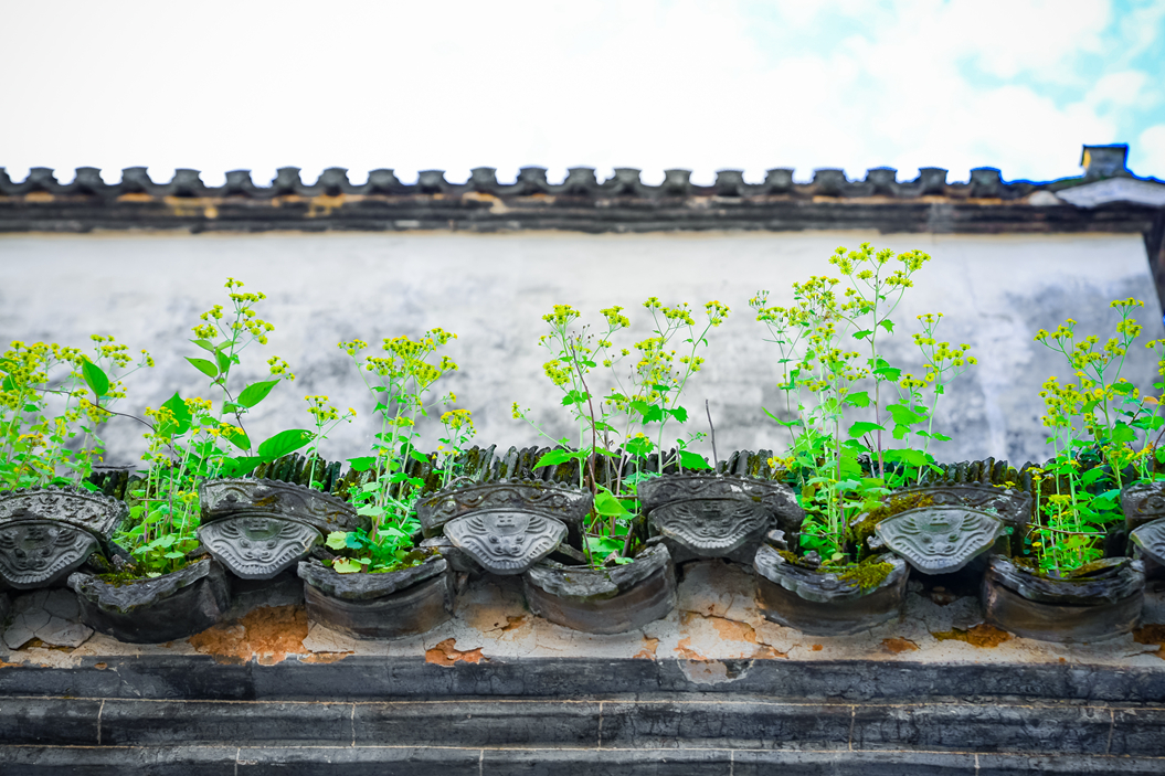 夏日物语，到西递做一场水墨田园梦