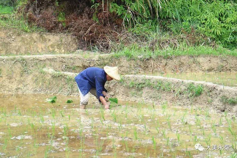 又是一年插秧季,只待今秋稻花香